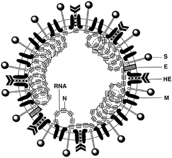 Imagem retirada do artigo [@holmes1999coronaviruses